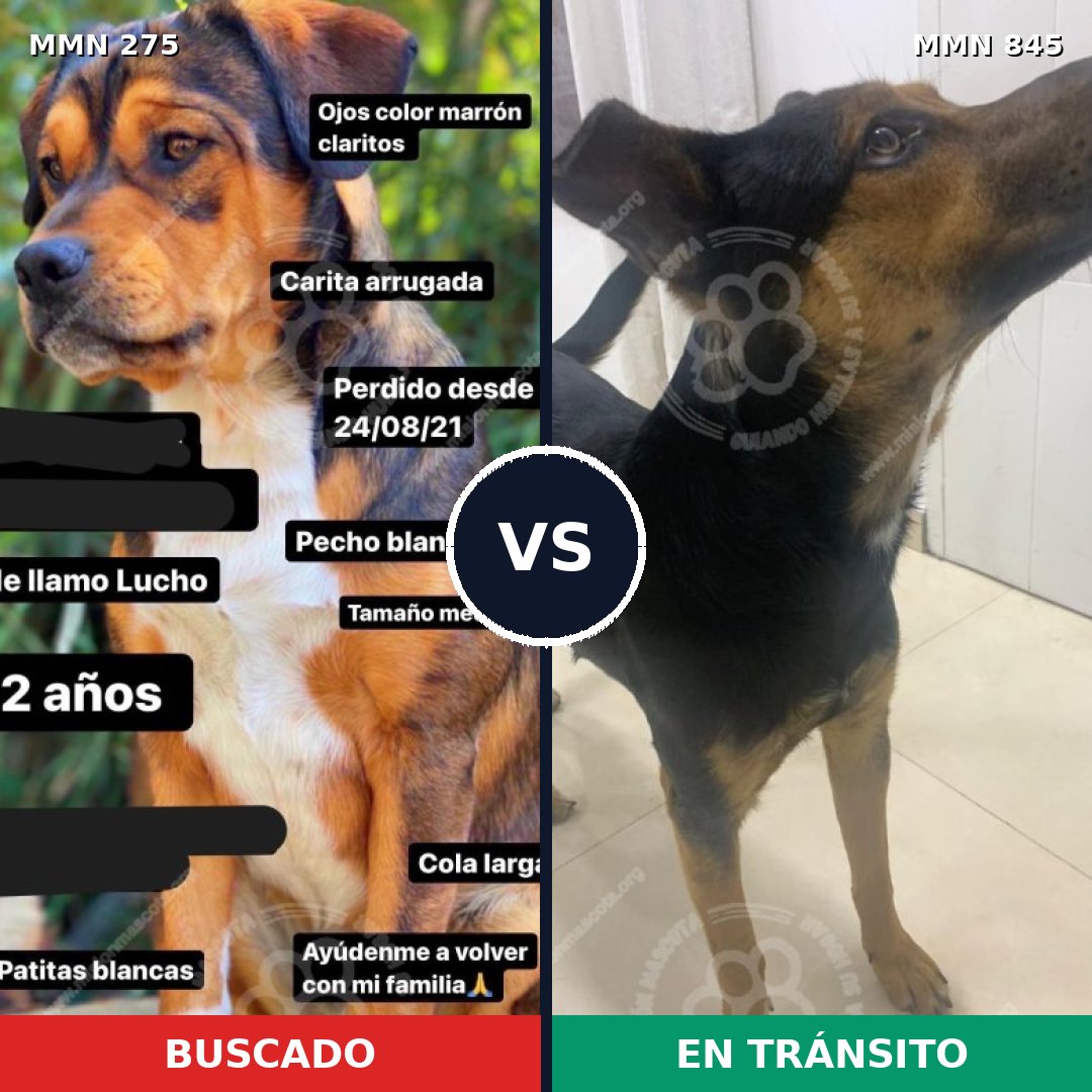 Comparativa MMS 13270: mascota perdida y mascota encontrada, 64% de similitud