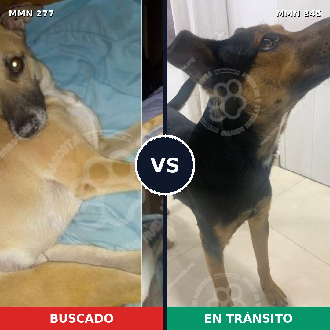 Comparativa MMS 13271: mascota perdida y mascota encontrada, 51% de similitud
