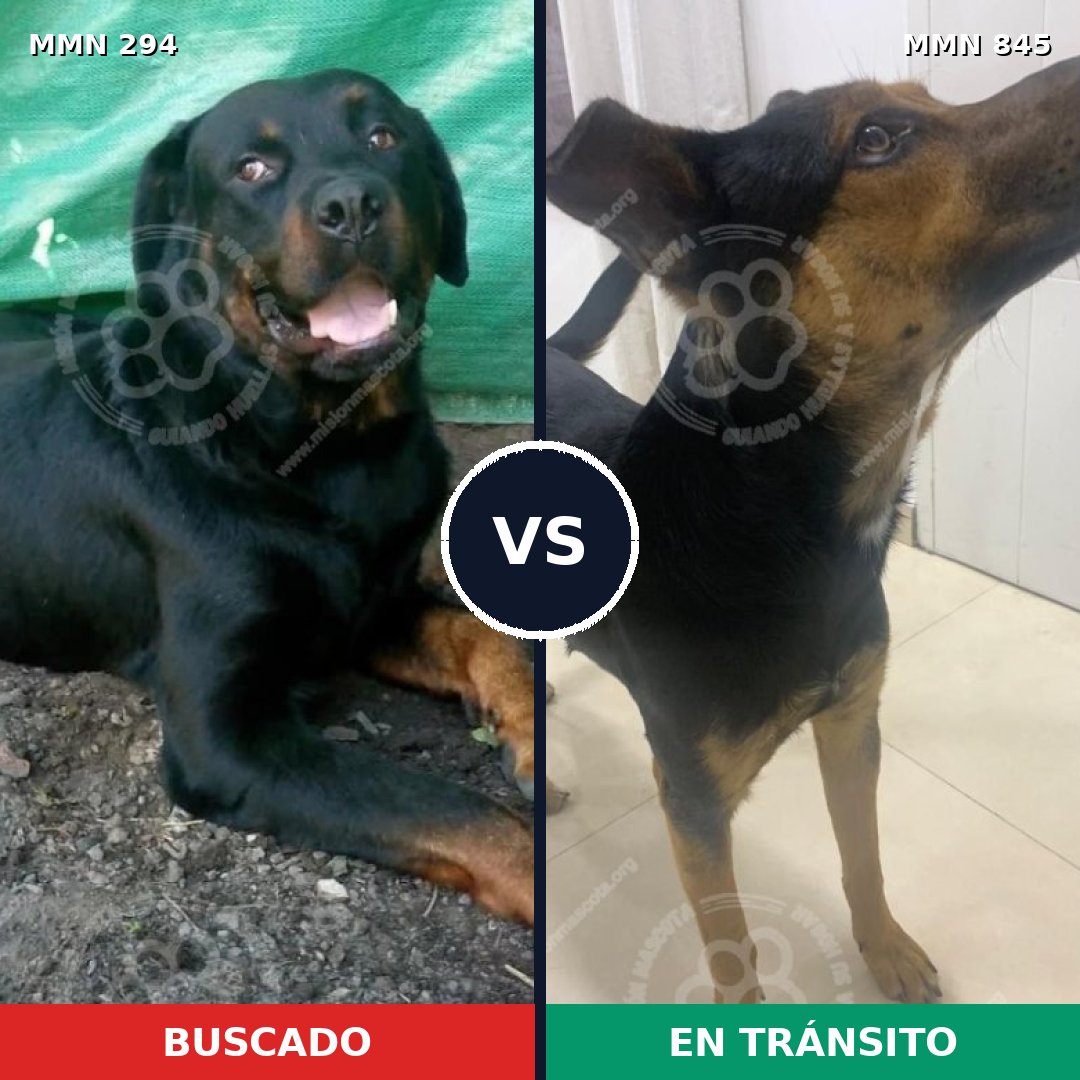 Comparativa MMS 13273: mascota perdida y mascota encontrada, 16% de similitud