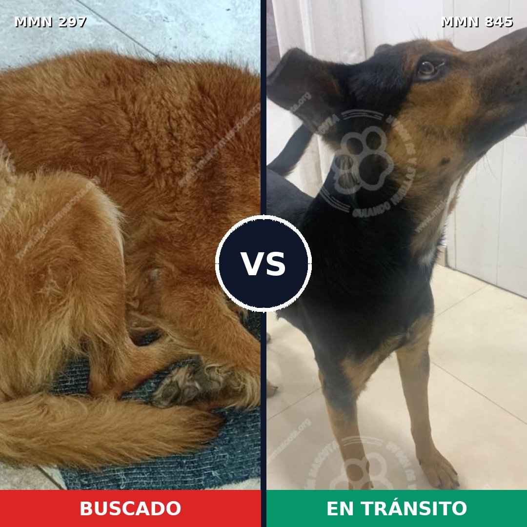 Comparativa MMS 13274: mascota perdida y mascota encontrada, 54% de similitud