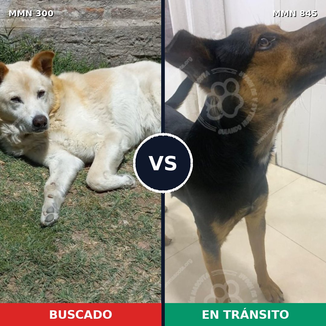 Comparativa MMS 13275: mascota perdida y mascota encontrada, 62% de similitud