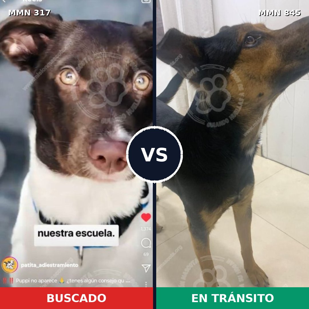 Comparativa MMS 13278: mascota perdida y mascota encontrada, 23% de similitud
