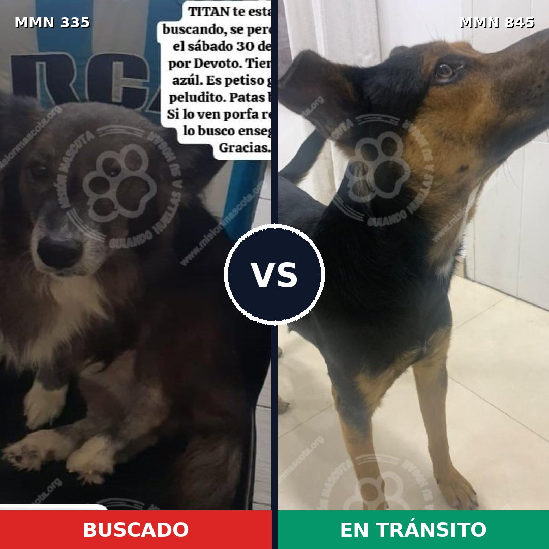 Comparativa MMS 13279: mascota perdida y mascota encontrada, 62% de similitud