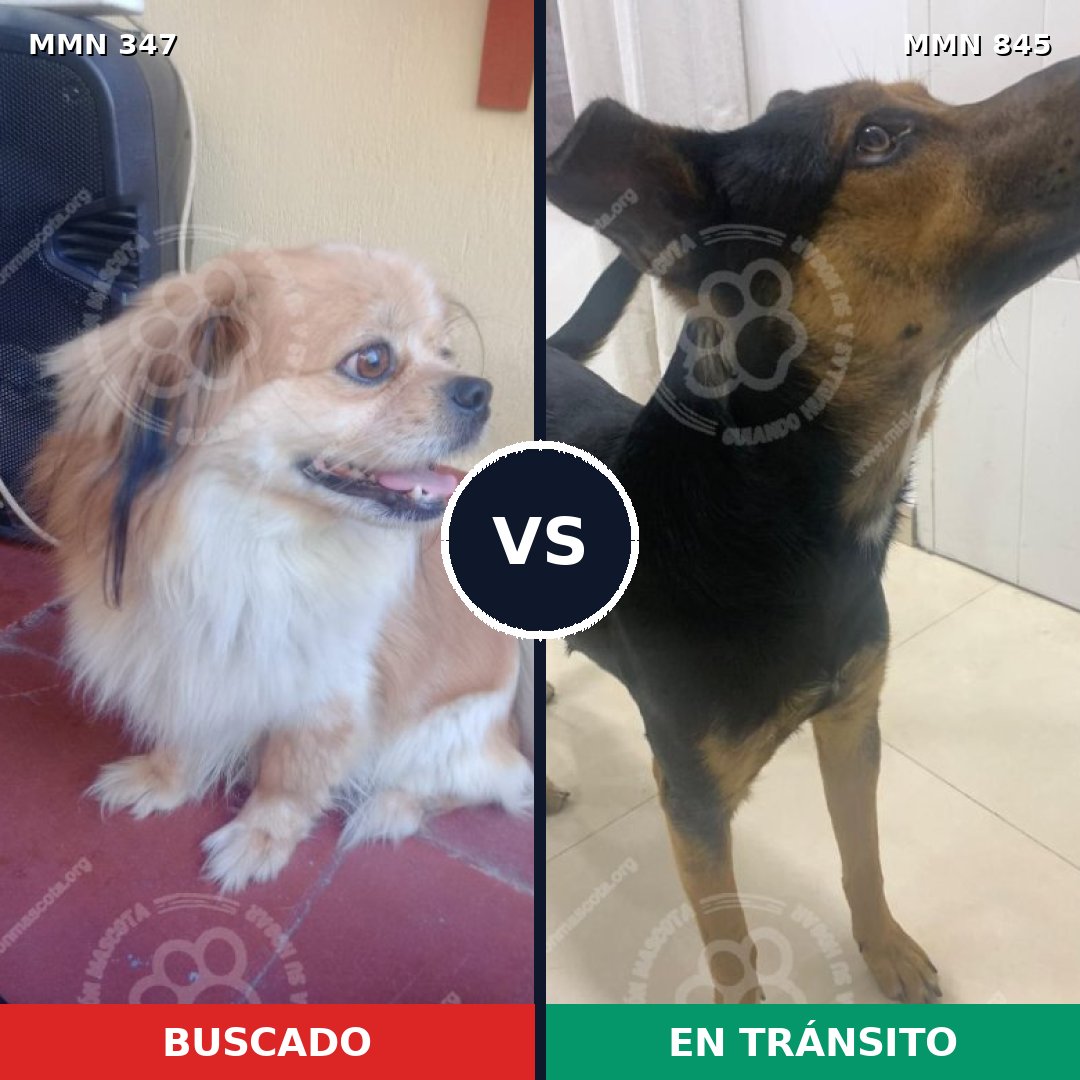 Comparativa MMS 13280: mascota perdida y mascota encontrada, 32% de similitud