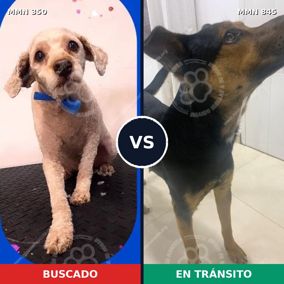 Comparativa MMS 13281: mascota perdida y mascota encontrada, 53% de similitud