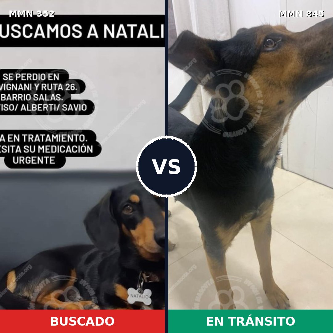 Comparativa MMS 13282: mascota perdida y mascota encontrada, 40% de similitud