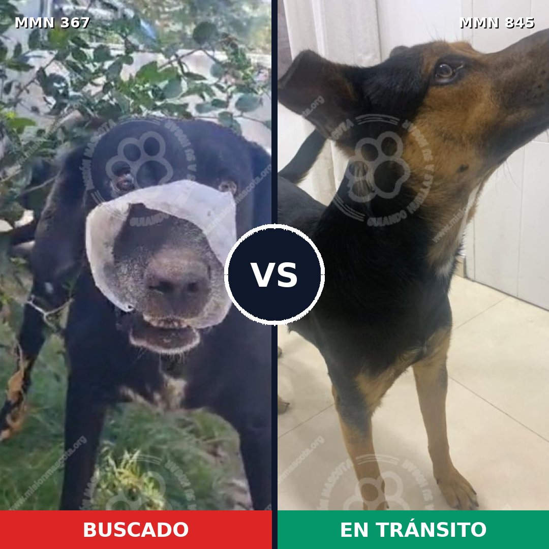 Comparativa MMS 13285: mascota perdida y mascota encontrada, 64% de similitud