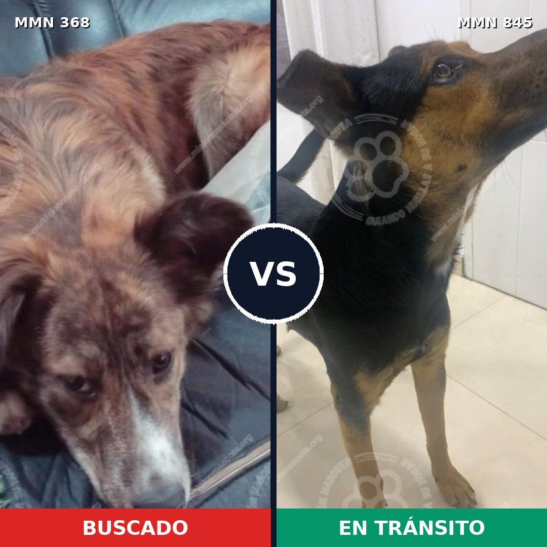 Comparativa MMS 13286: mascota perdida y mascota encontrada, 63% de similitud