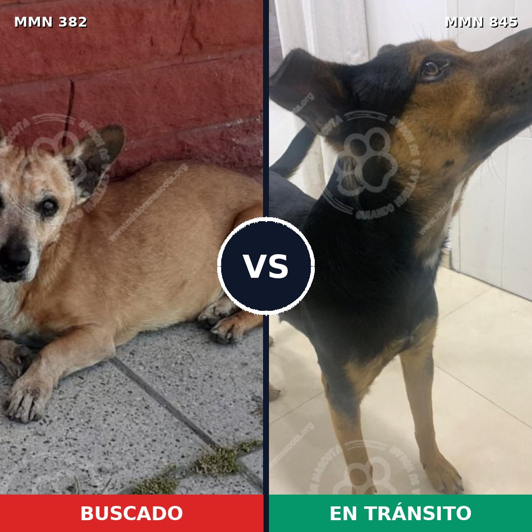 Comparativa MMS 13287: mascota perdida y mascota encontrada, 59% de similitud