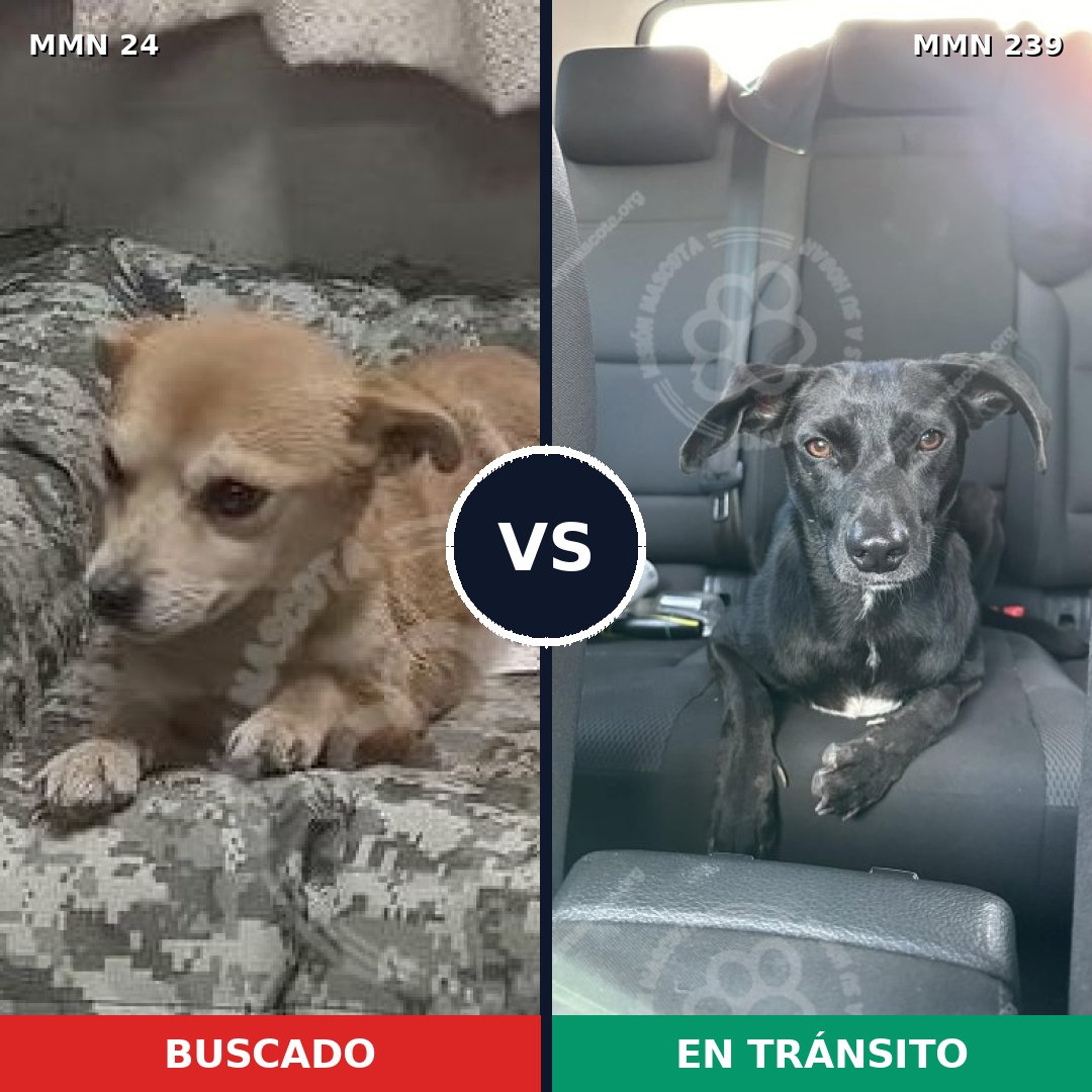 Comparativa MMS 1329: mascota perdida y mascota encontrada, 58% de similitud