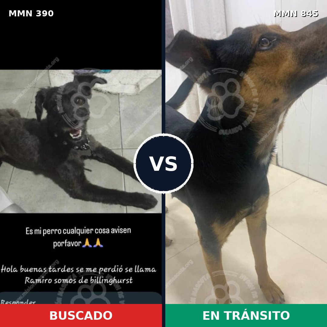 Comparativa MMS 13290: mascota perdida y mascota encontrada, 57% de similitud