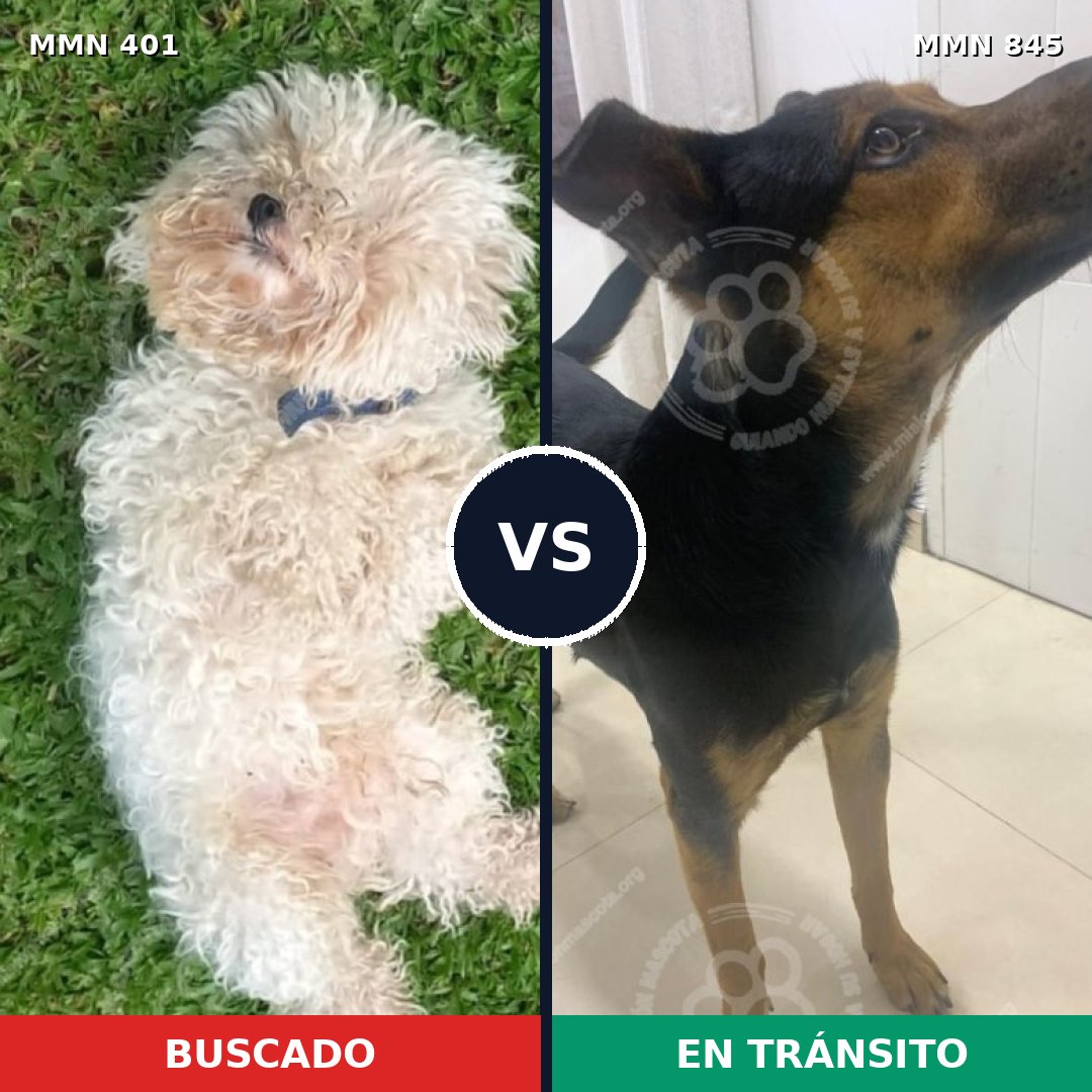 Comparativa MMS 13291: mascota perdida y mascota encontrada, 29% de similitud
