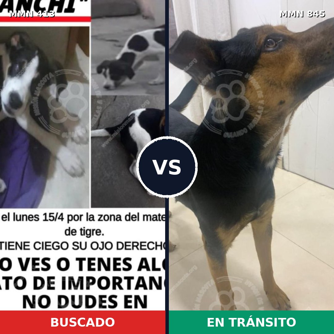 Comparativa MMS 13293: mascota perdida y mascota encontrada, 35% de similitud