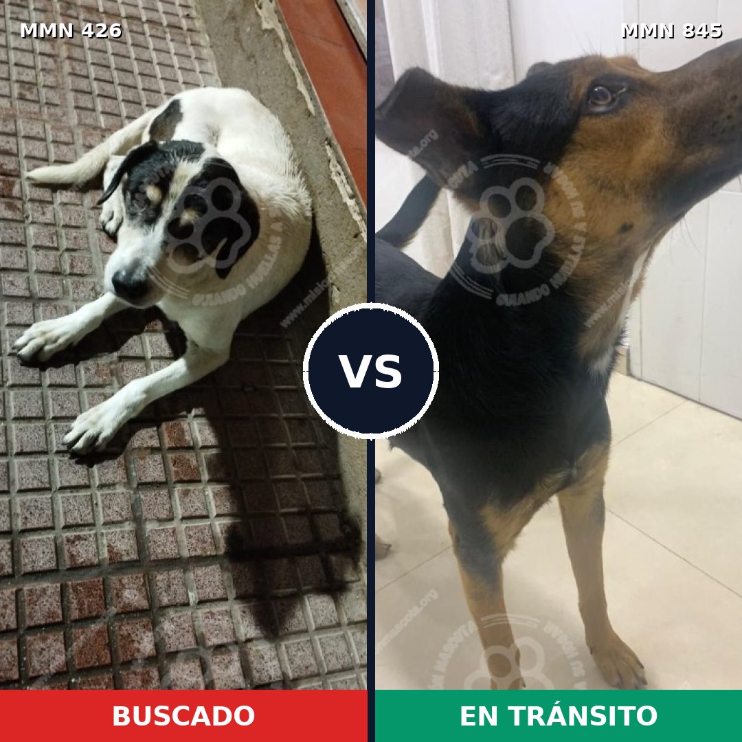 Comparativa MMS 13296: mascota perdida y mascota encontrada, 64% de similitud