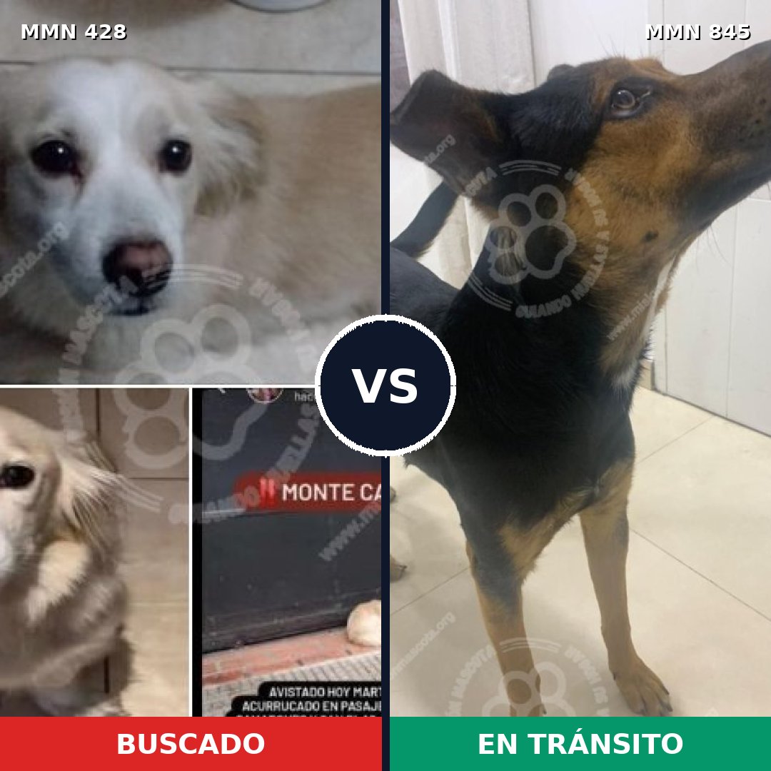 Comparativa MMS 13297: mascota perdida y mascota encontrada, 63% de similitud