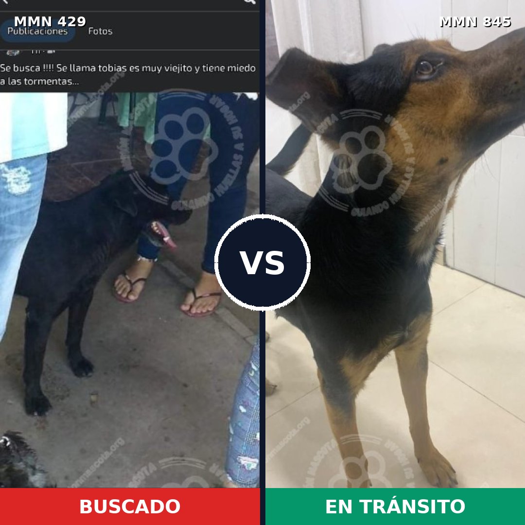 Comparativa MMS 13298: mascota perdida y mascota encontrada, 62% de similitud