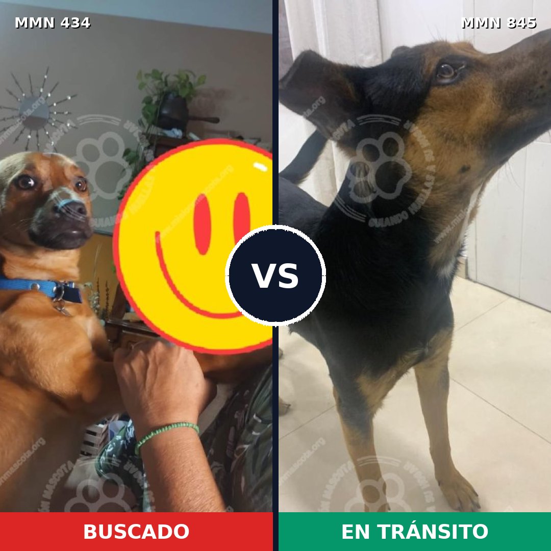 Comparativa MMS 13299: mascota perdida y mascota encontrada, 66% de similitud
