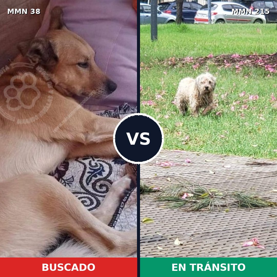 Comparativa MMS 133: mascota perdida y mascota encontrada, 60% de similitud