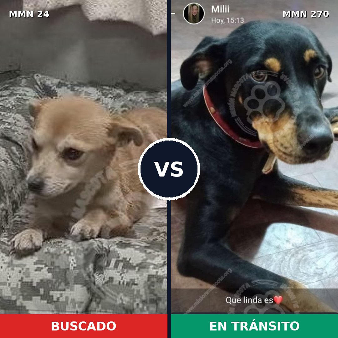 Comparativa MMS 1330: mascota perdida y mascota encontrada, 66% de similitud