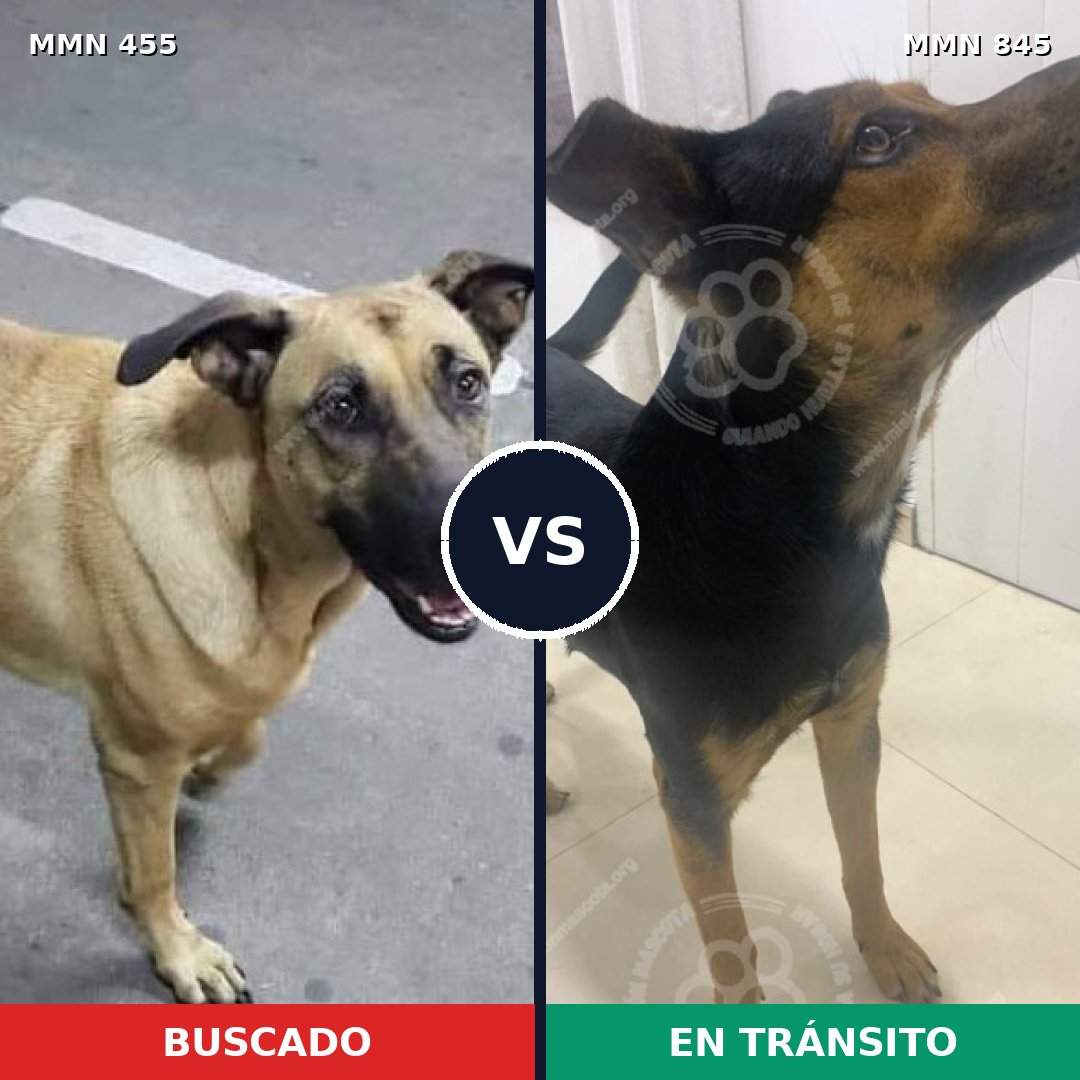 Comparativa MMS 13301: mascota perdida y mascota encontrada, 63% de similitud