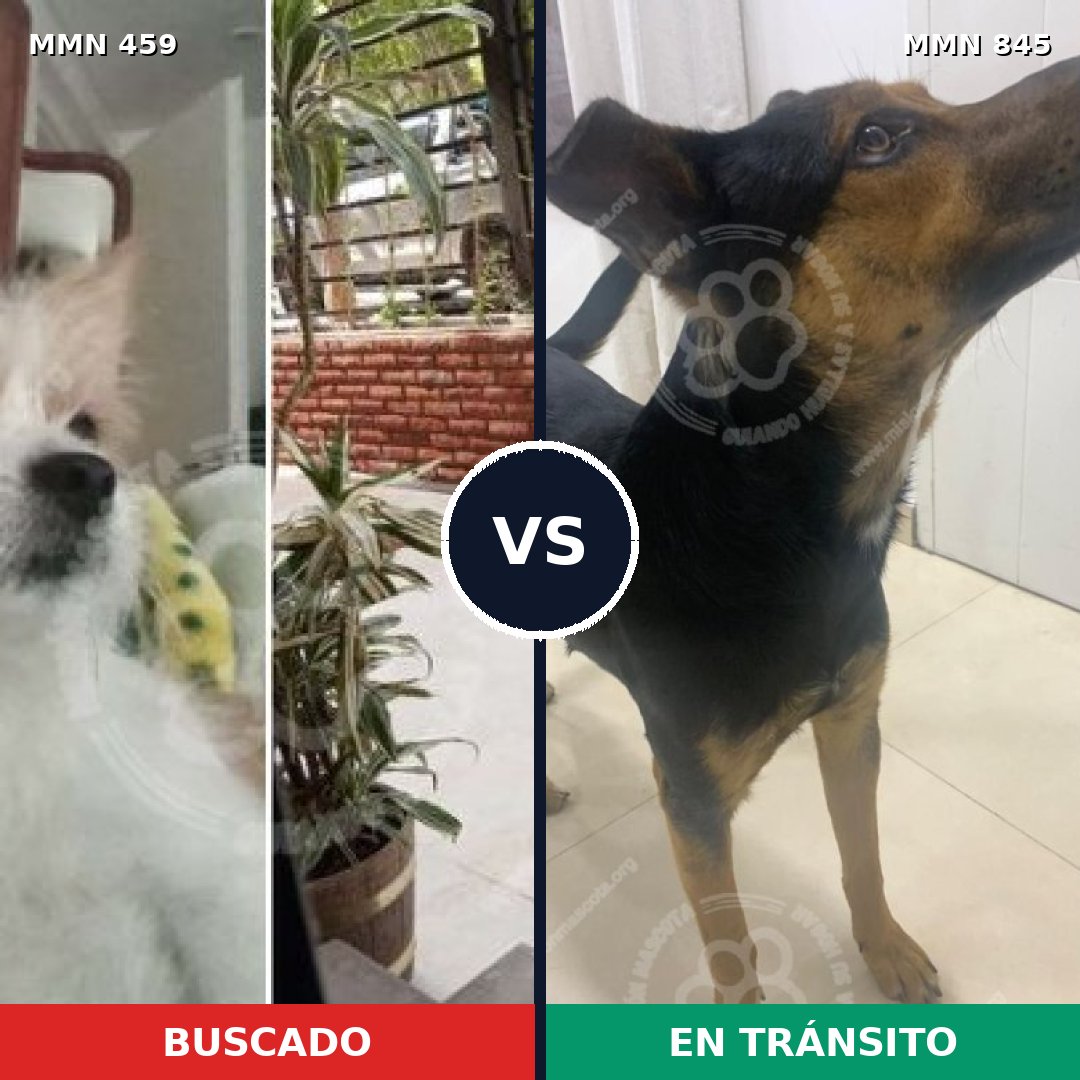Comparativa MMS 13303: mascota perdida y mascota encontrada, 32% de similitud