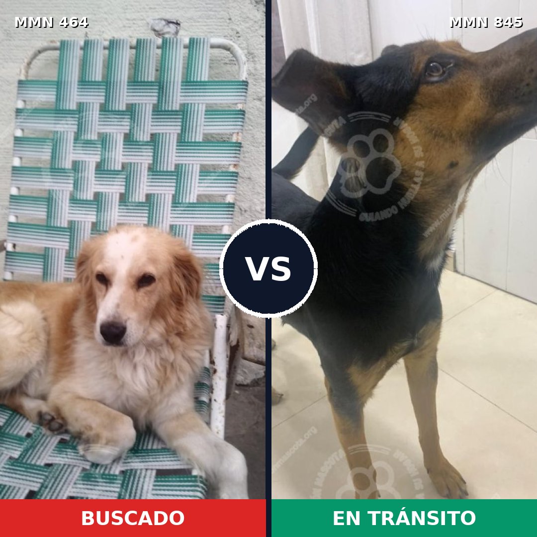 Comparativa MMS 13305: mascota perdida y mascota encontrada, 72% de similitud