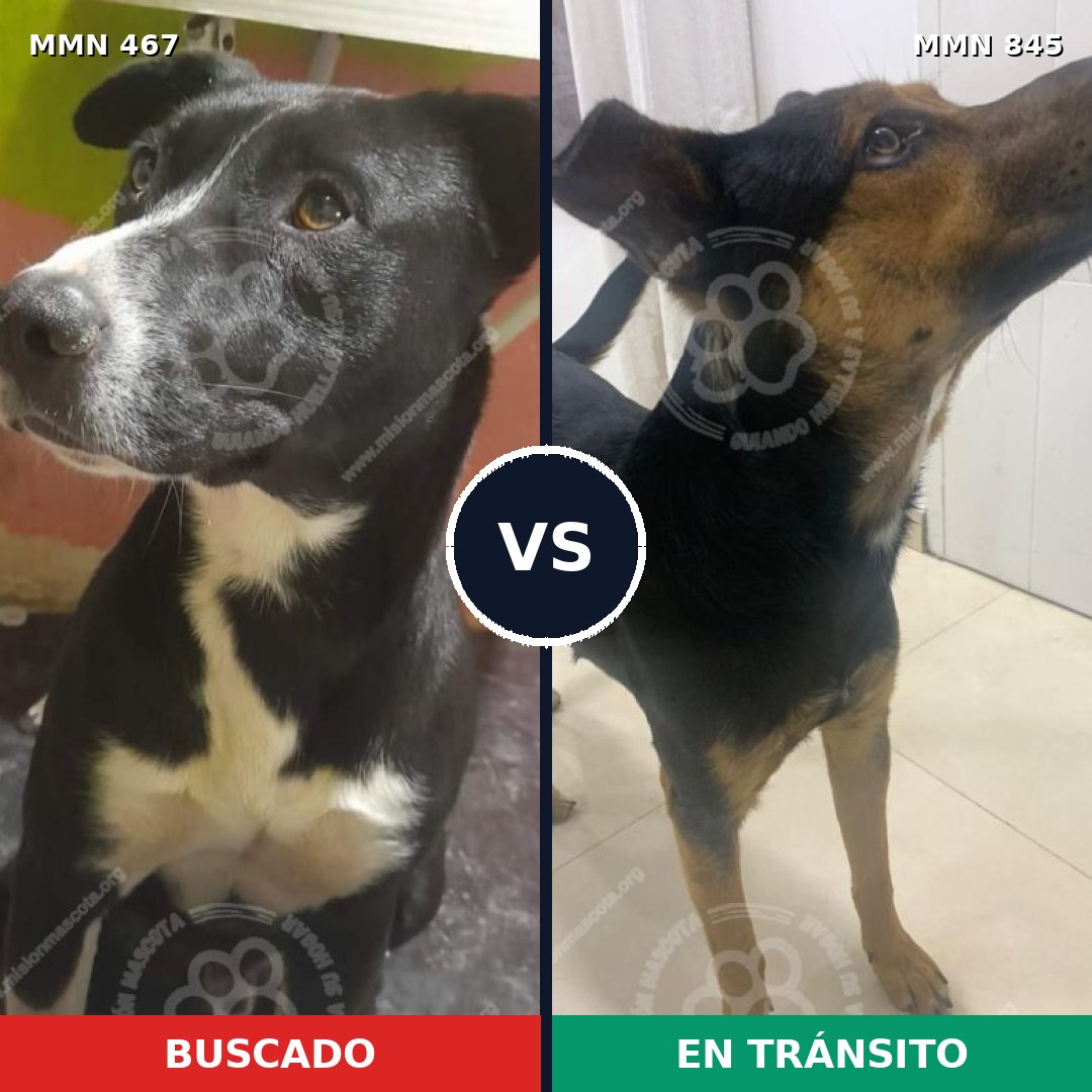 Comparativa MMS 13306: mascota perdida y mascota encontrada, 65% de similitud