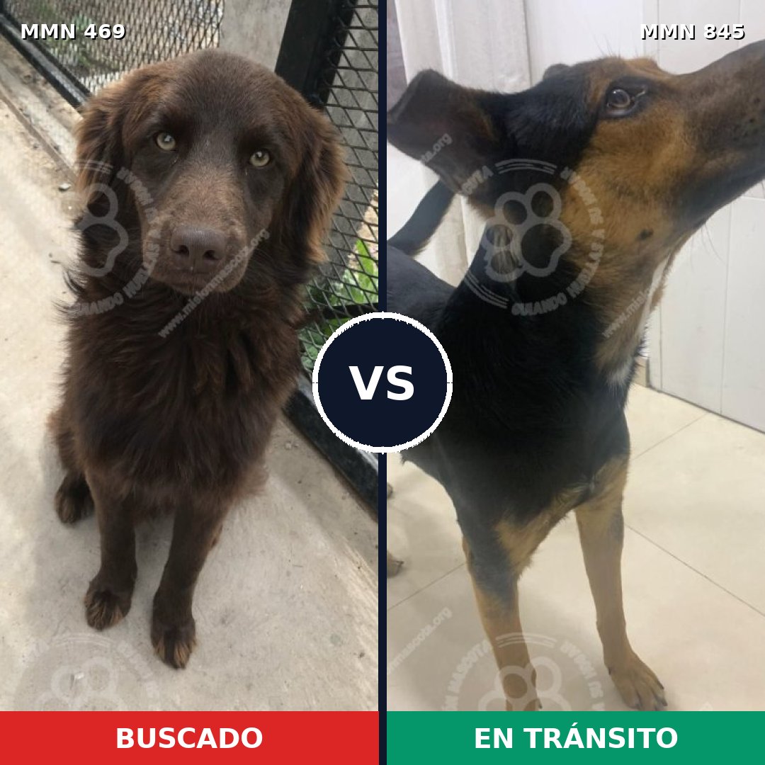 Comparativa MMS 13307: mascota perdida y mascota encontrada, 64% de similitud