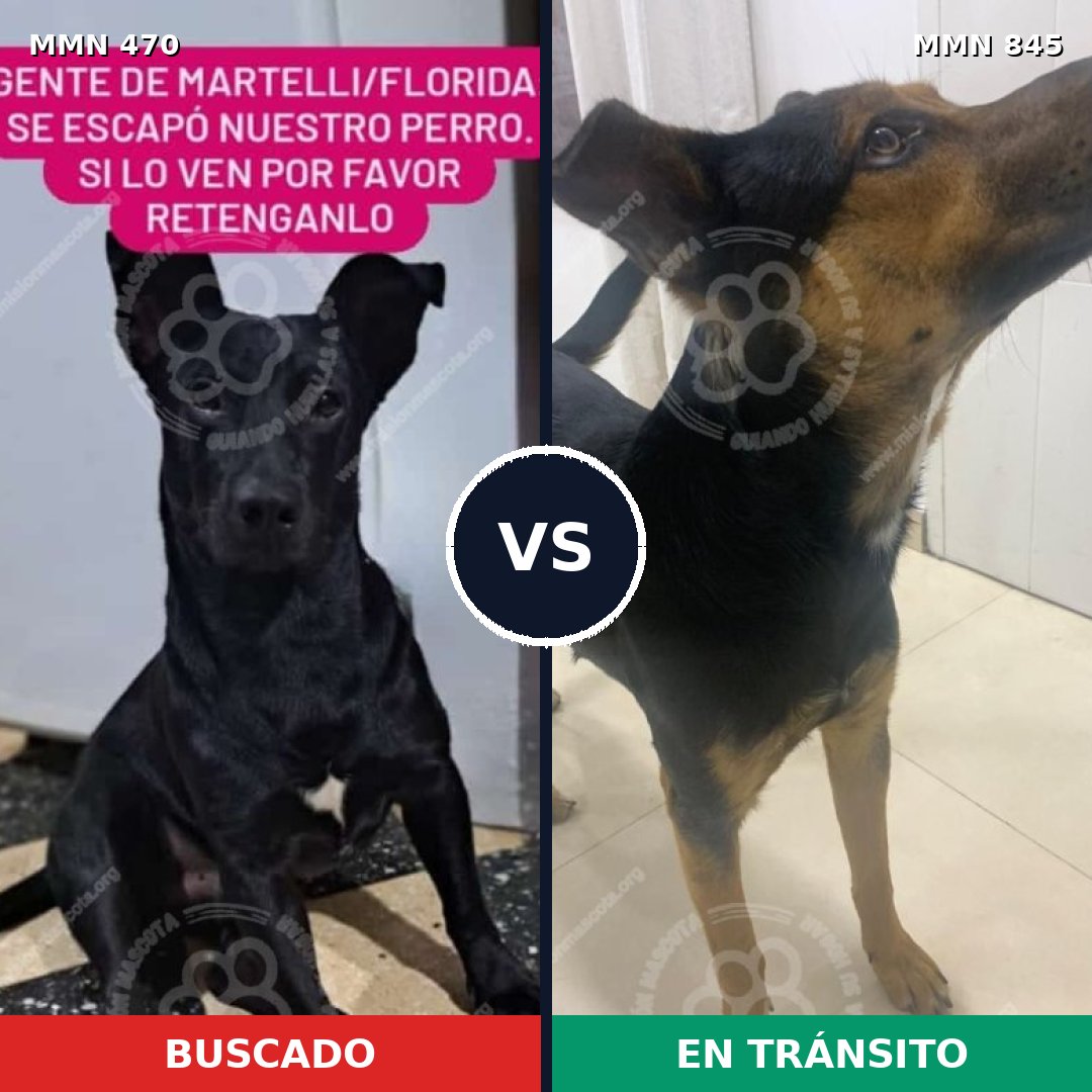 Comparativa MMS 13308: mascota perdida y mascota encontrada, 65% de similitud