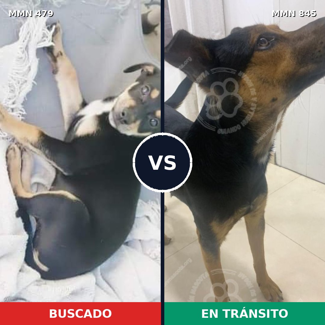 Comparativa MMS 13309: mascota perdida y mascota encontrada, 38% de similitud