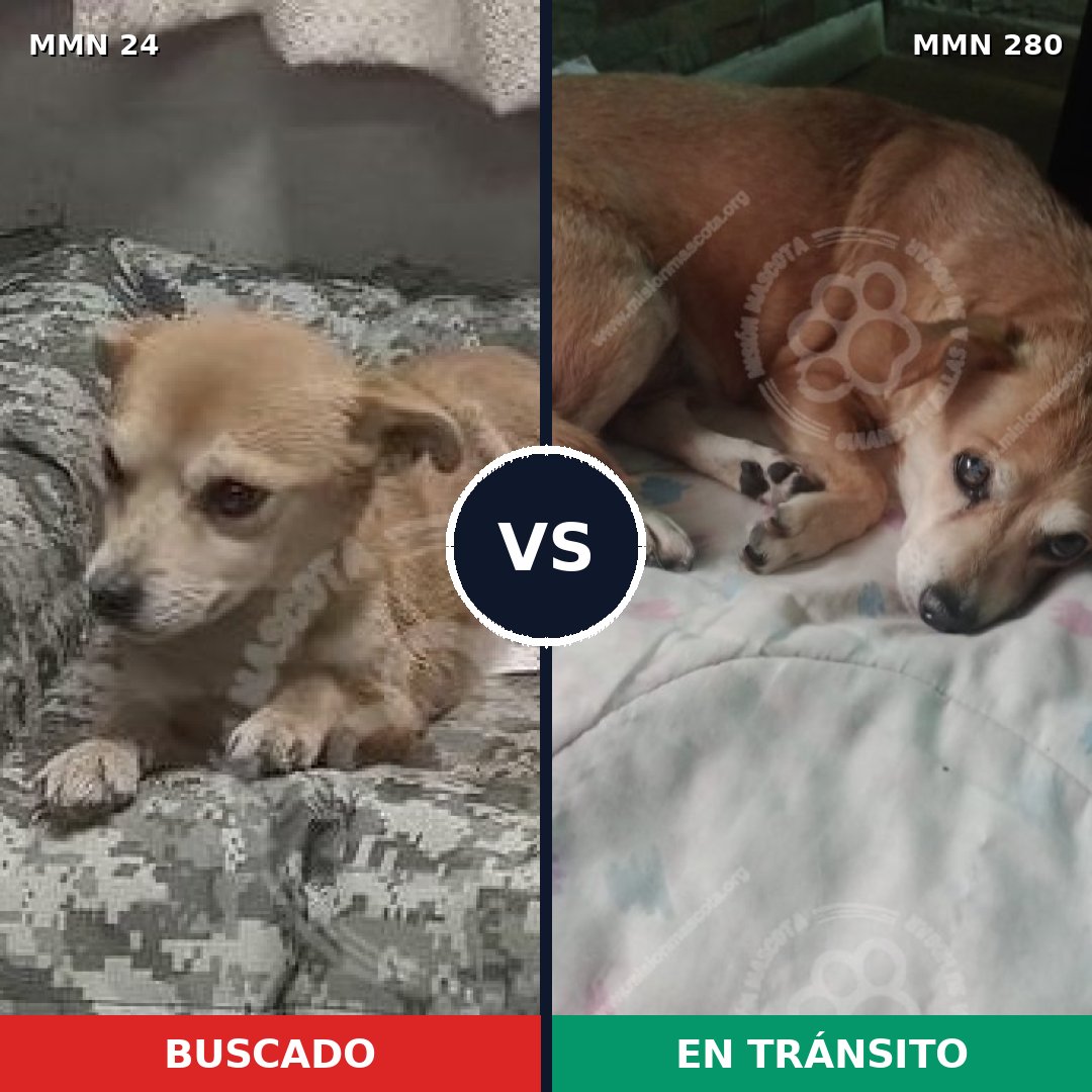 Comparativa MMS 1331: mascota perdida y mascota encontrada, 74% de similitud