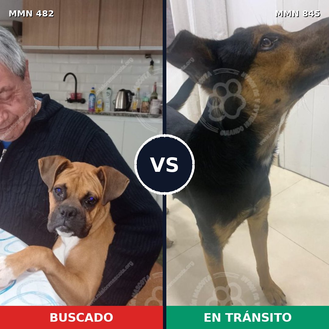 Comparativa MMS 13312: mascota perdida y mascota encontrada, 46% de similitud