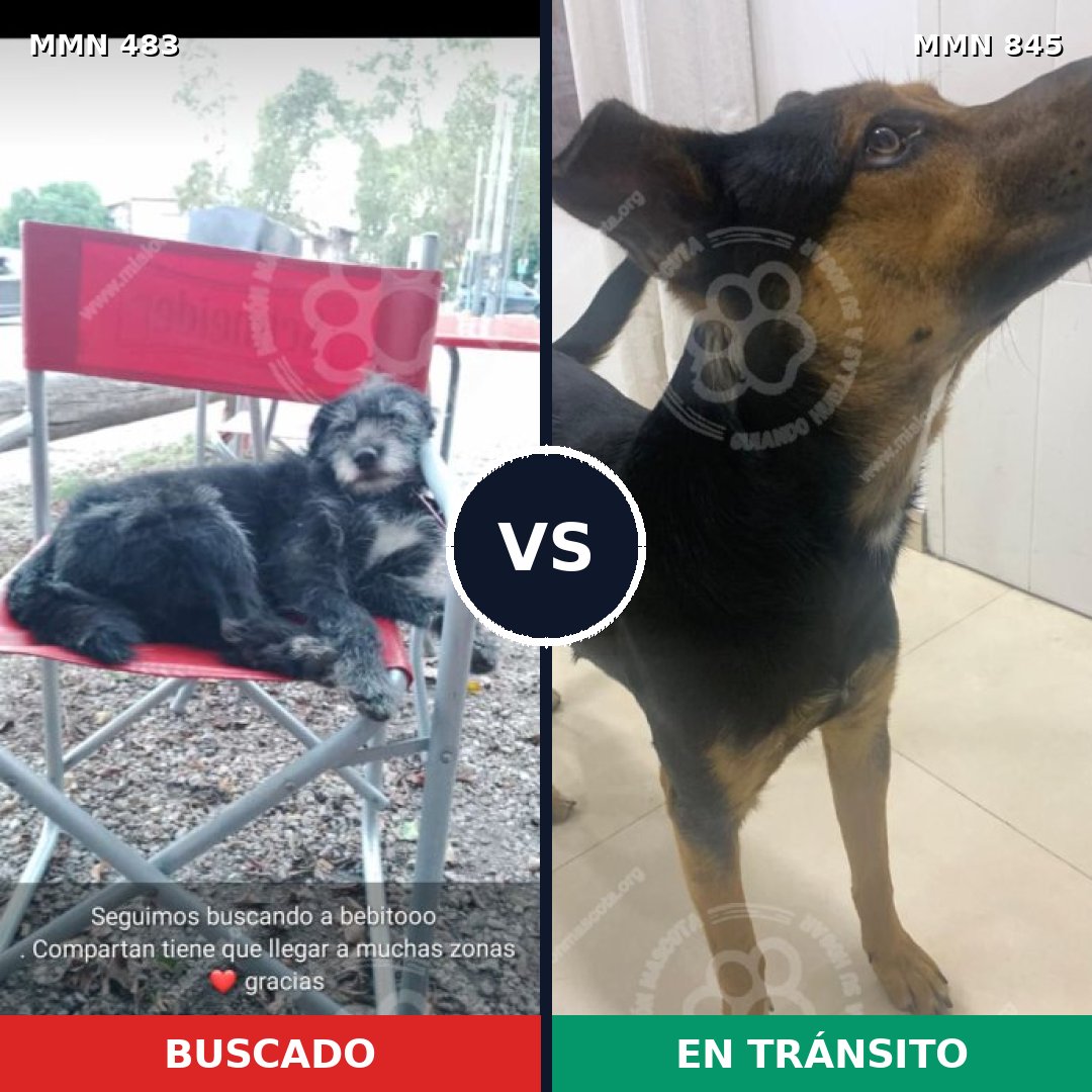 Comparativa MMS 13313: mascota perdida y mascota encontrada, 76% de similitud