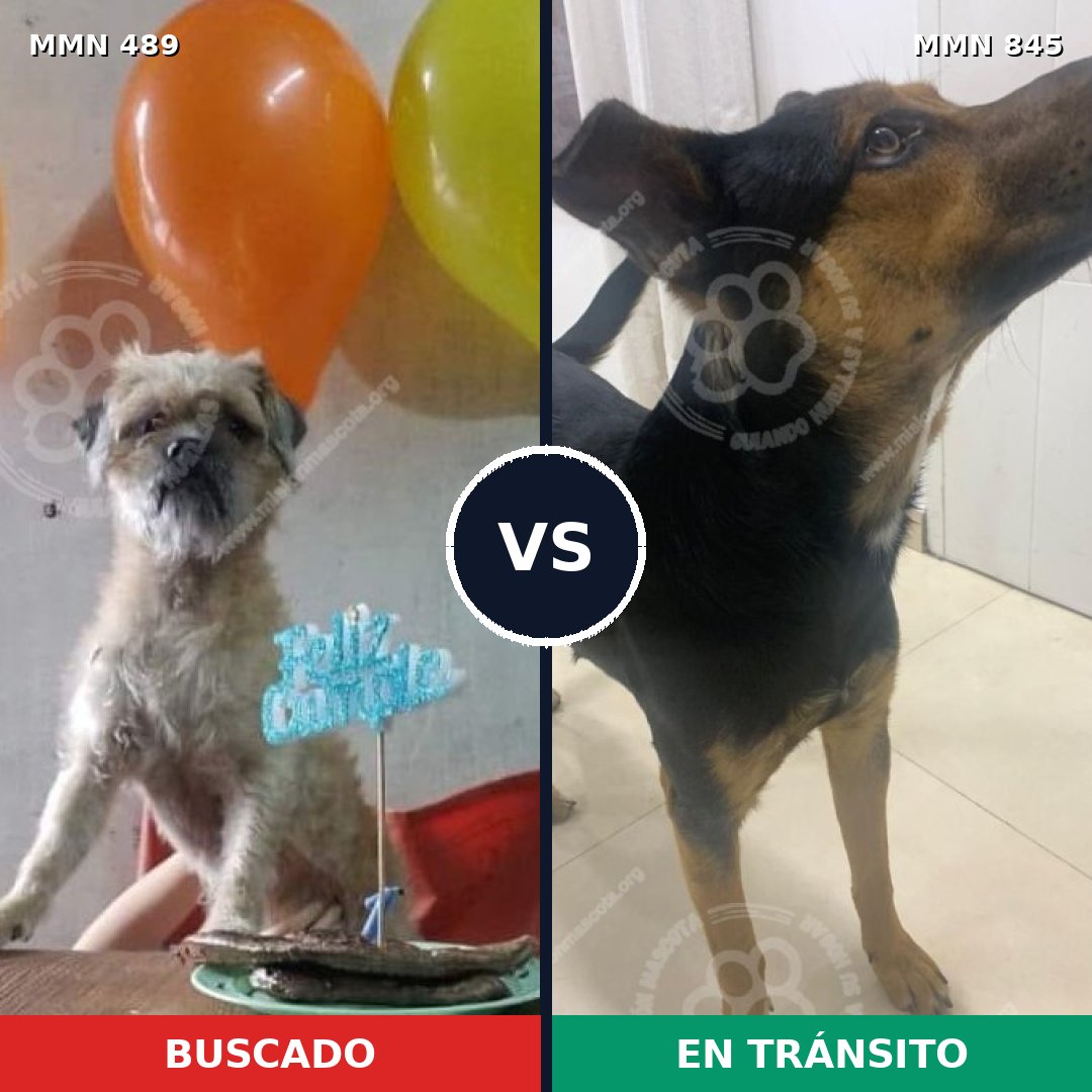 Comparativa MMS 13314: mascota perdida y mascota encontrada, 63% de similitud