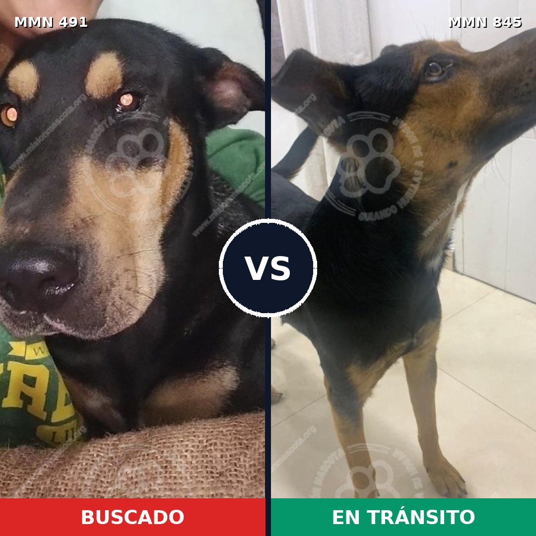 Comparativa MMS 13315: mascota perdida y mascota encontrada, 38% de similitud