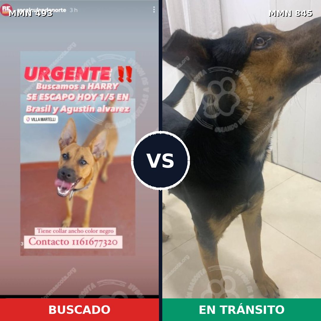 Comparativa MMS 13316: mascota perdida y mascota encontrada, 75% de similitud