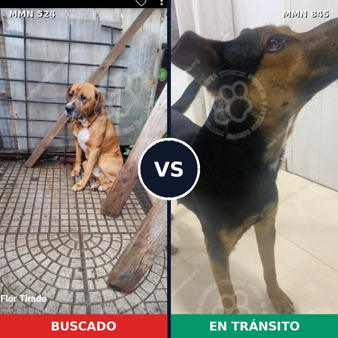 Comparativa MMS 13317: mascota perdida y mascota encontrada, 64% de similitud
