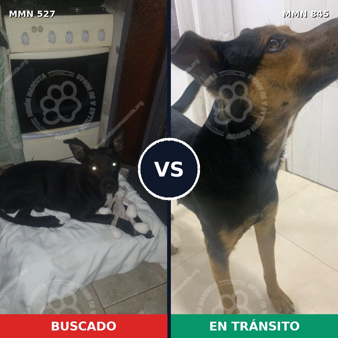 Comparativa MMS 13318: mascota perdida y mascota encontrada, 65% de similitud