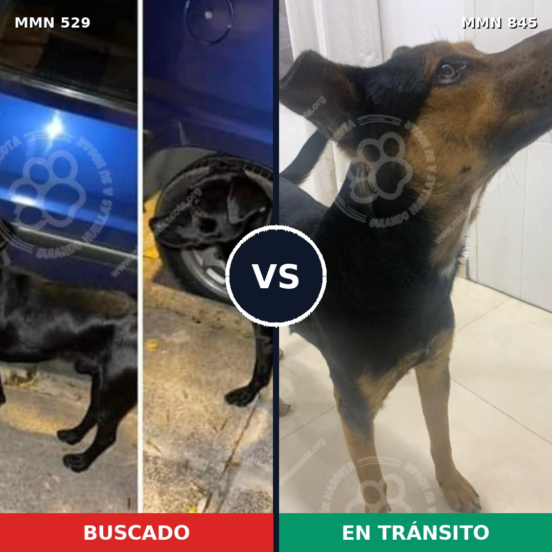 Comparativa MMS 13319: mascota perdida y mascota encontrada, 65% de similitud