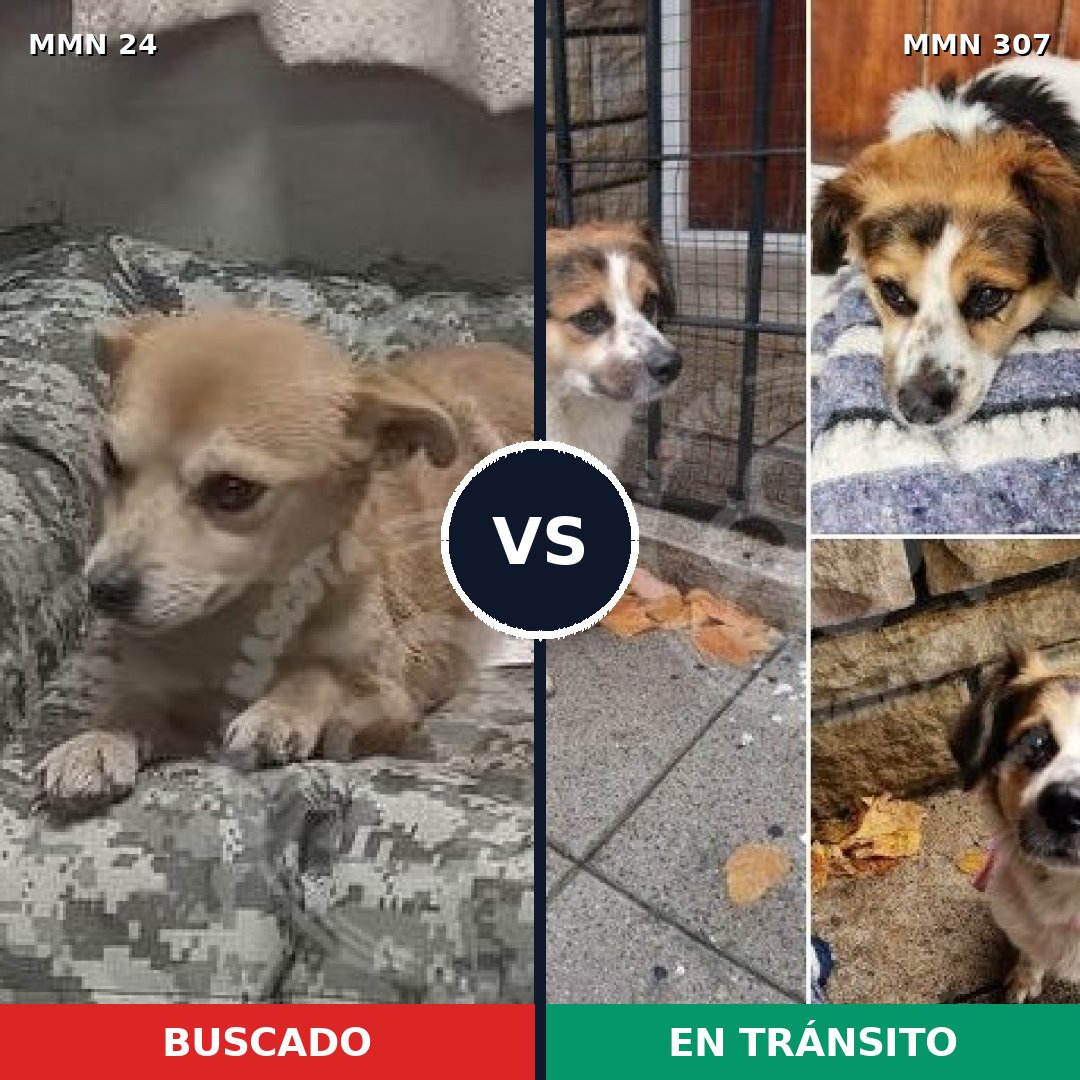 Comparativa MMS 1332: mascota perdida y mascota encontrada, 59% de similitud