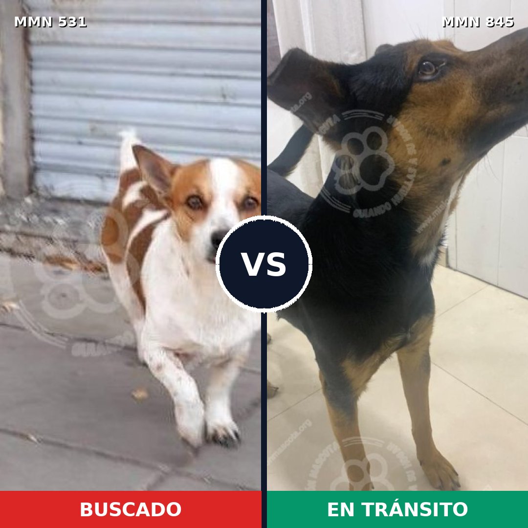 Comparativa MMS 13320: mascota perdida y mascota encontrada, 24% de similitud