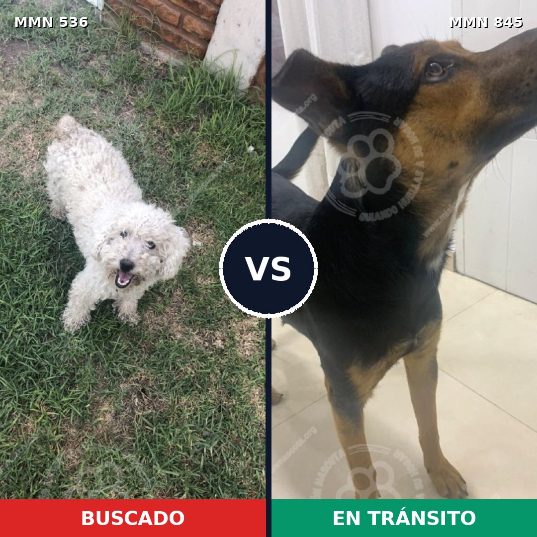 Comparativa MMS 13322: mascota perdida y mascota encontrada, 45% de similitud