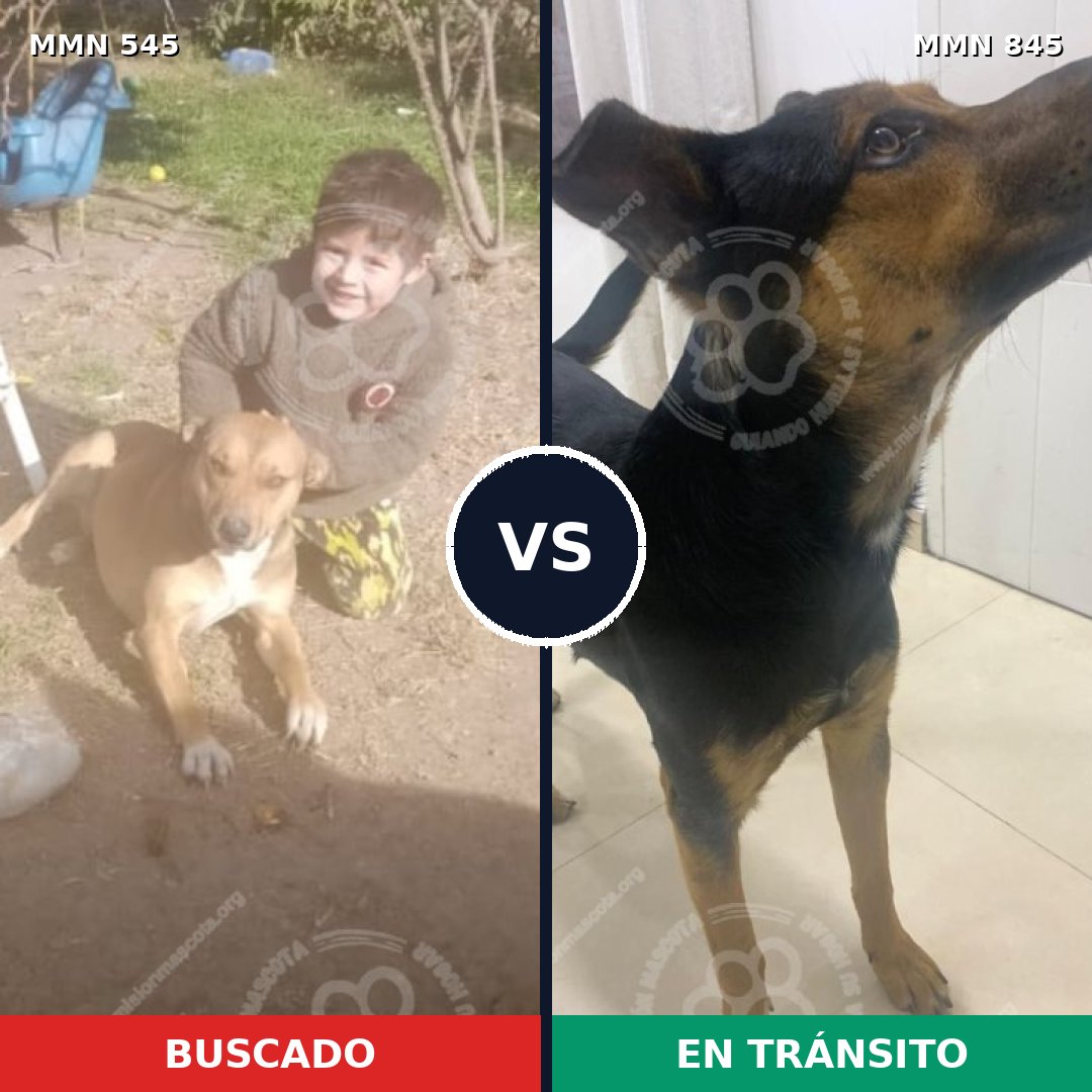 Comparativa MMS 13323: mascota perdida y mascota encontrada, 58% de similitud