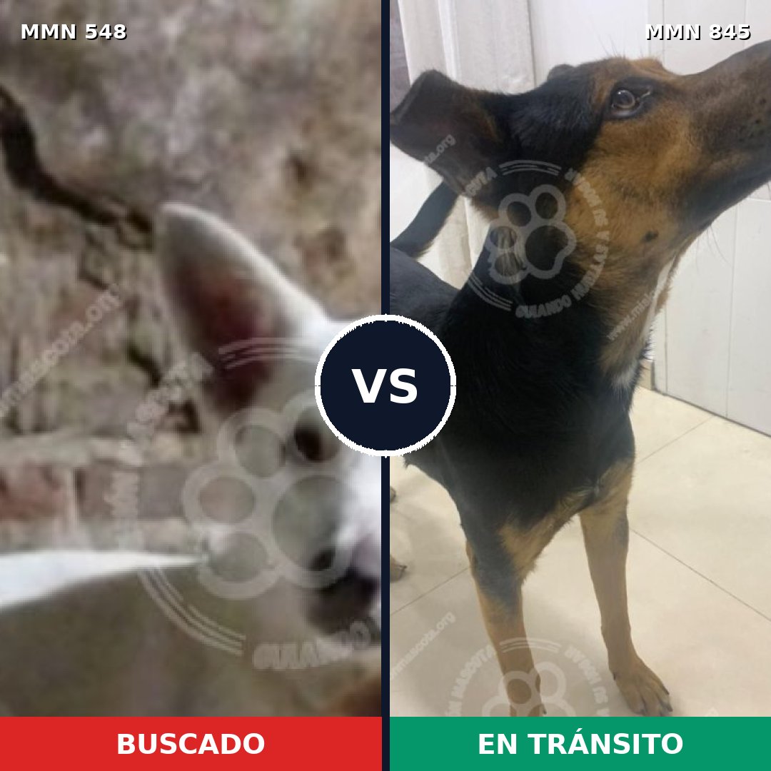 Comparativa MMS 13324: mascota perdida y mascota encontrada, 62% de similitud