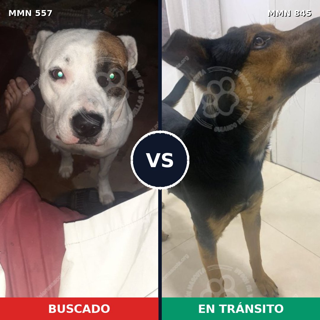 Comparativa MMS 13325: mascota perdida y mascota encontrada, 59% de similitud