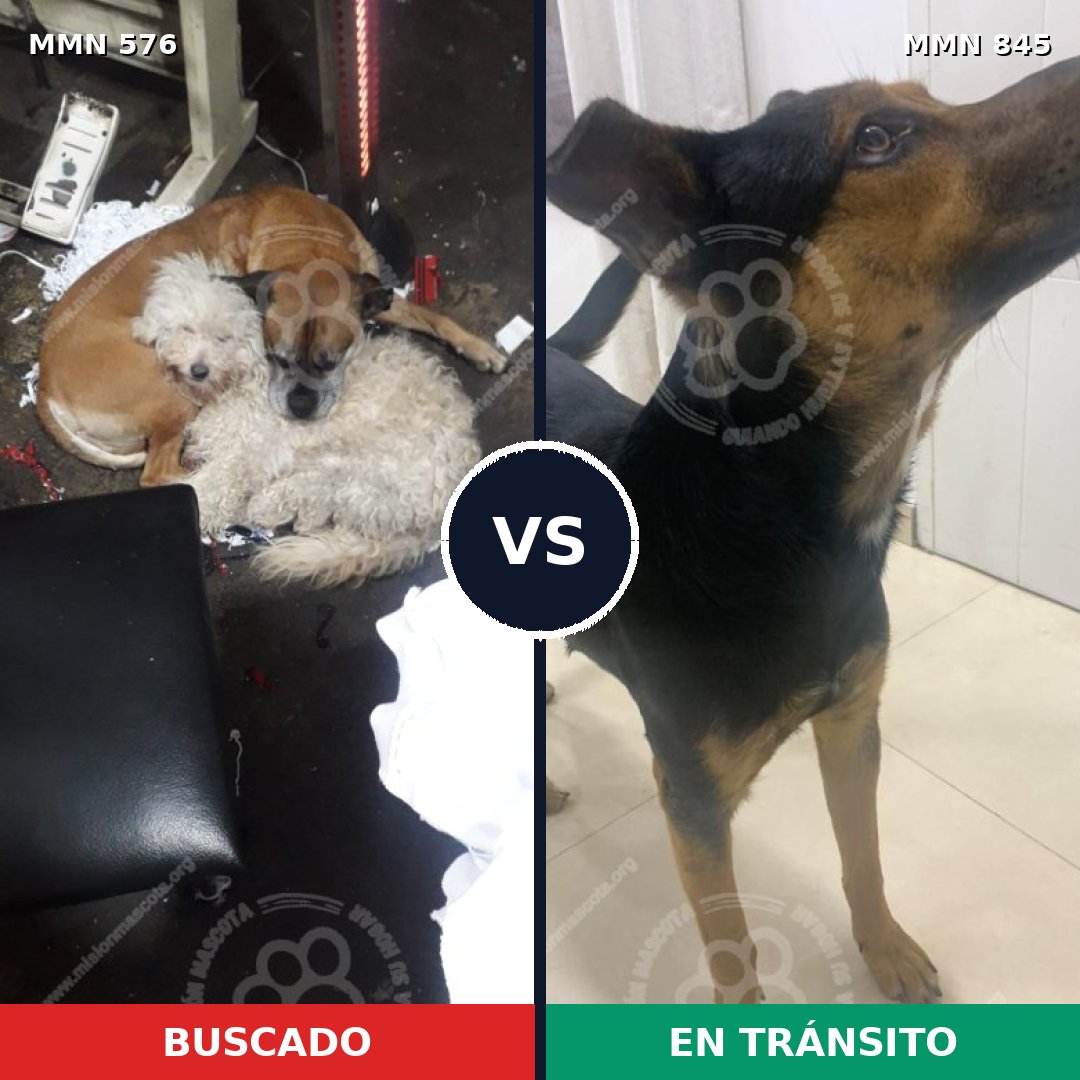 Comparativa MMS 13329: mascota perdida y mascota encontrada, 73% de similitud