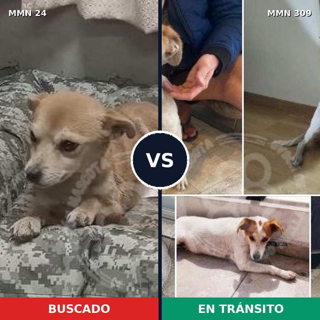 Comparativa MMS 1333: mascota perdida y mascota encontrada, 59% de similitud