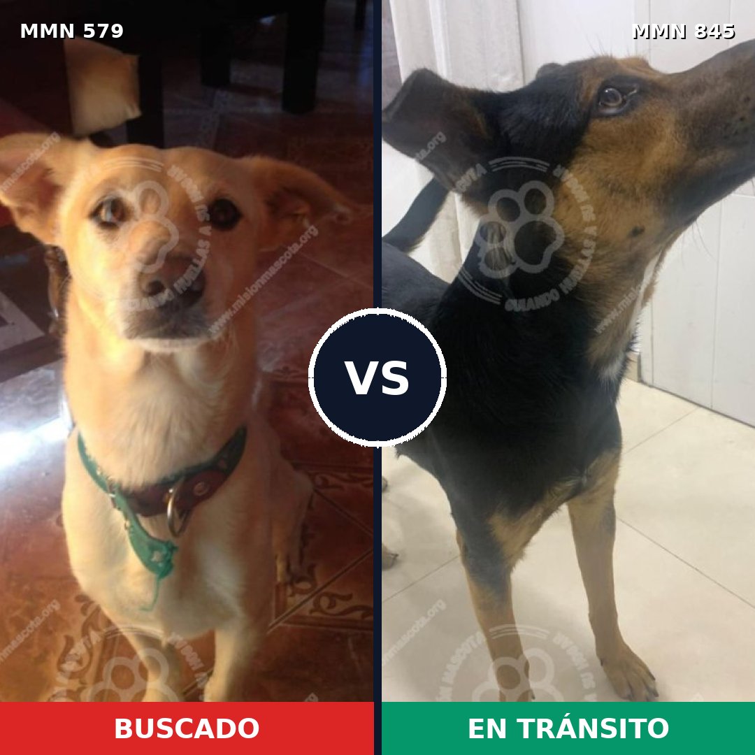 Comparativa MMS 13330: mascota perdida y mascota encontrada, 59% de similitud