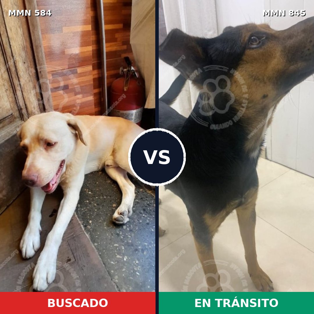 Comparativa MMS 13331: mascota perdida y mascota encontrada, 62% de similitud