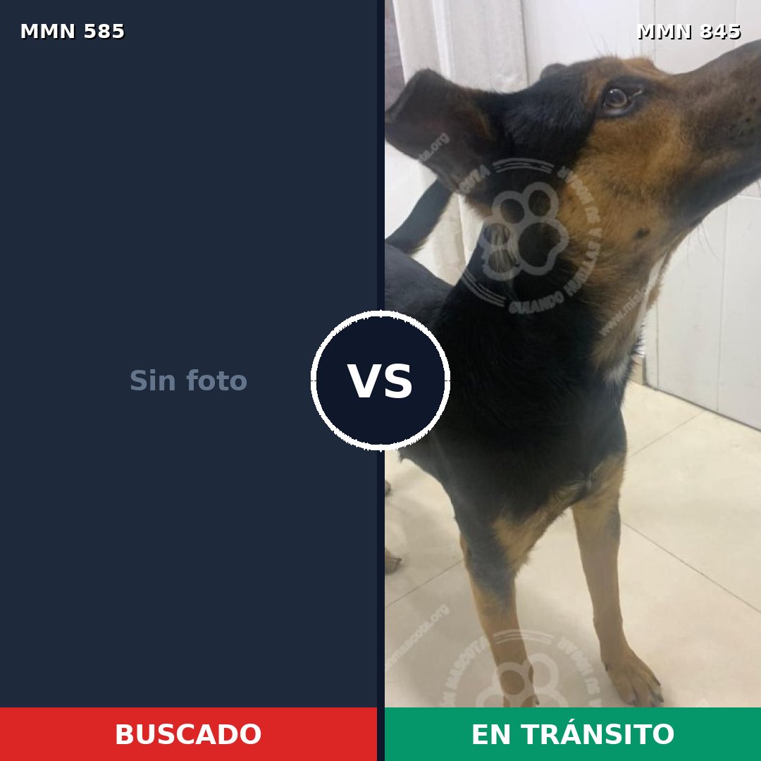 Comparativa MMS 13332: mascota perdida y mascota encontrada, 37% de similitud